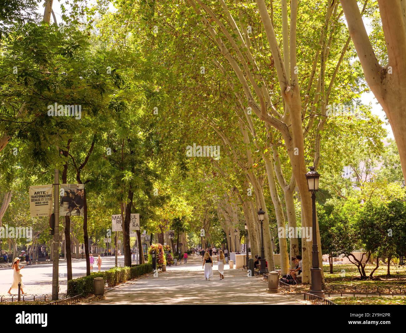 Avenue bordée d'arbres du Paseo del Prado, Madrid, Espagne Banque D'Images