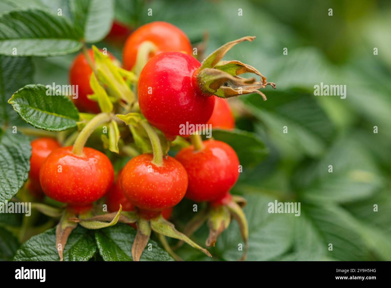 Gros plan de baies rouges éclatantes de rose musquée sur une branche verte feuillue à la lumière naturelle du soleil. Concept de jardinage biologique, alimentation saine et récolte saisonnière Banque D'Images