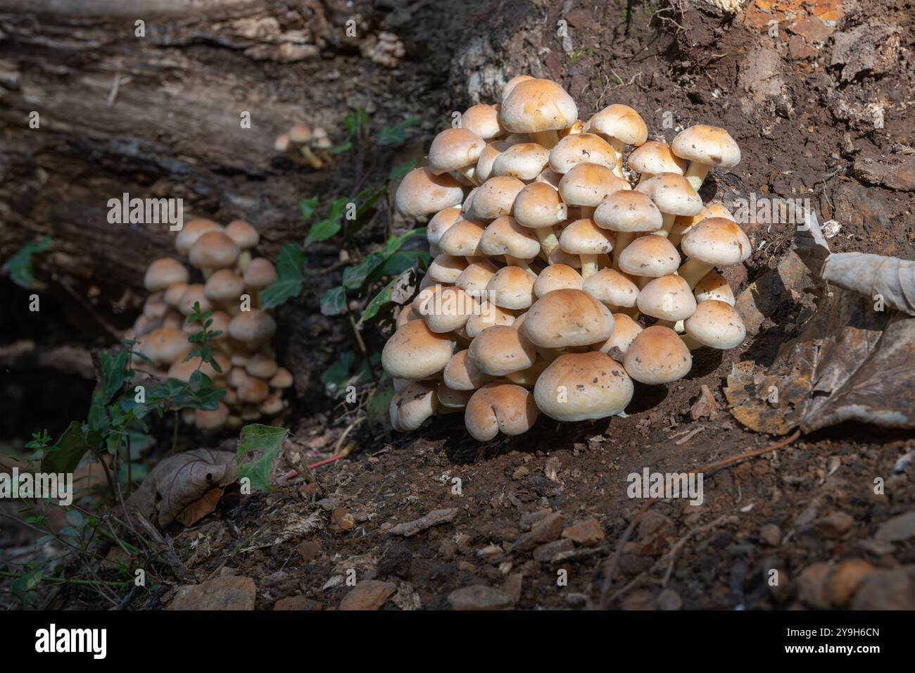 Les champignons Sulphur Tuft poussent sur une bûche en décomposition, illustrant le cycle naturel de décomposition et de renouvellement dans un environnement forestier. Banque D'Images