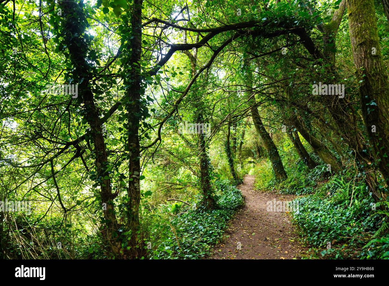 Sentier de la côte sud-ouest traversant la réserve naturelle de Kemyel Crease, péninsule de Penwith, Cornouailles, Angleterre Banque D'Images