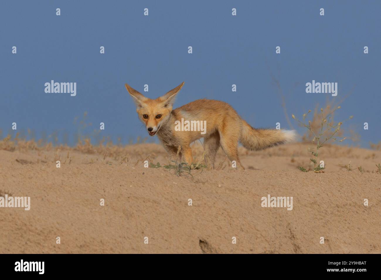 Belles images de la nature et de la faune avec Habitait Banque D'Images