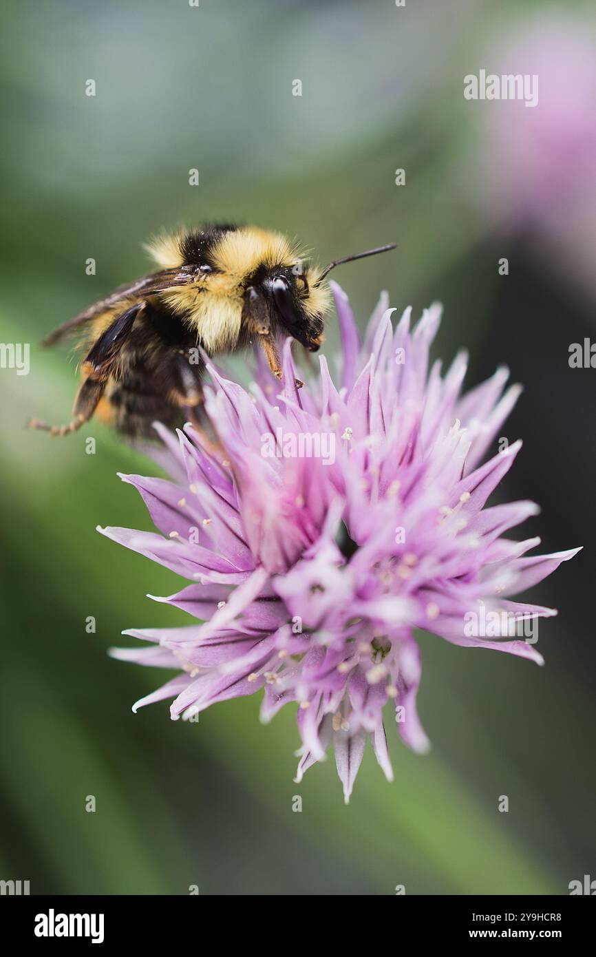 Un bourdon cherche du nectar dans une fleur de ciboulette violette un jour d'été à Calgary, Alberta, Canada. Banque D'Images