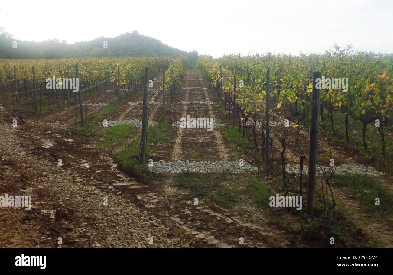 le vin est l'une des plus anciennes plantes cultivées au monde le vin est l'une des plus anciennes plantes cultivées Banque D'Images