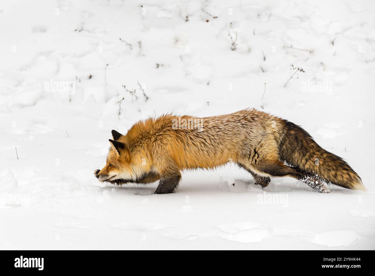 Renard rouge (Vulpes vulpes) Runs Moves Left Front Paw déployée hiver Banque D'Images