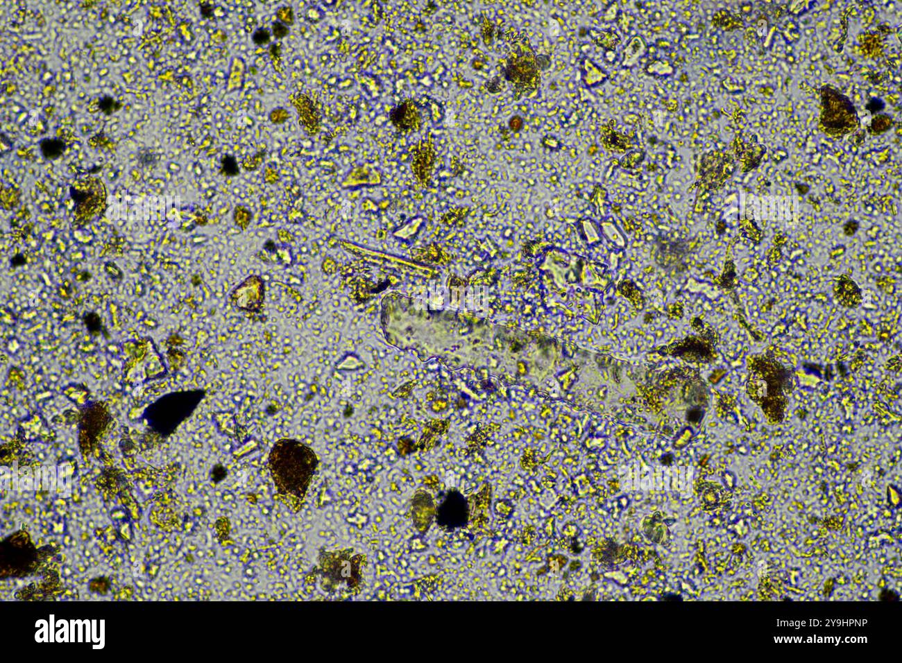 microorganismes et biologie du sol, avec nématodes et champignons sous microscope. dans un sol et du compost Banque D'Images