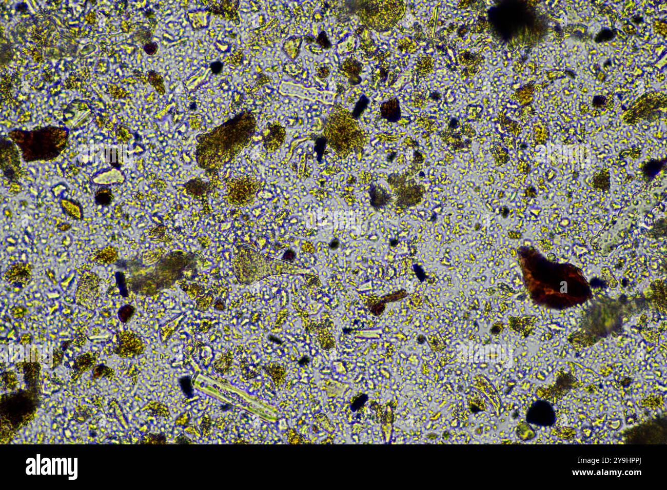 microorganismes et biologie du sol, avec nématodes et champignons sous microscope. dans un sol et du compost Banque D'Images