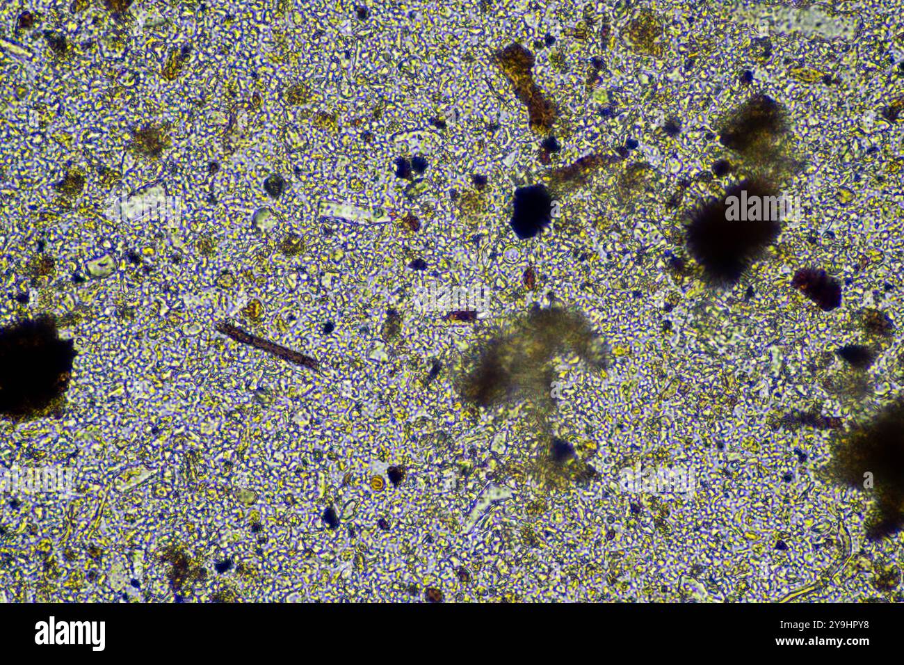 microorganismes et biologie du sol, avec nématodes et champignons sous microscope. dans un sol et du compost Banque D'Images