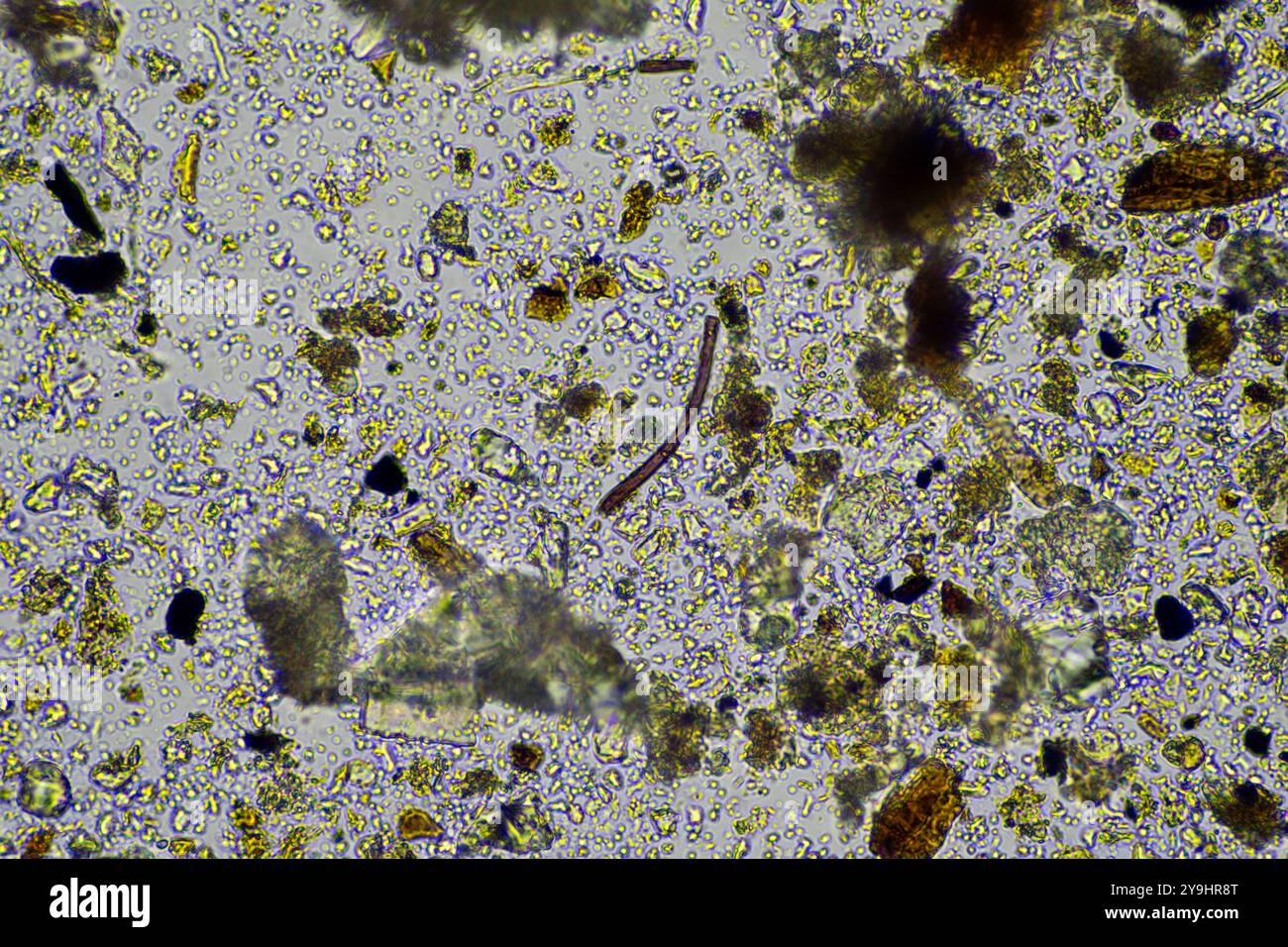 microorganismes et biologie du sol, avec nématodes et champignons sous microscope. dans un sol et du compost Banque D'Images