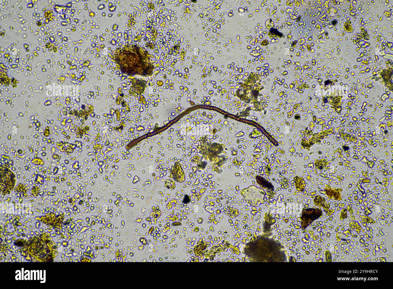 microorganismes et biologie du sol, avec nématodes et champignons sous microscope. dans un sol et du compost Banque D'Images