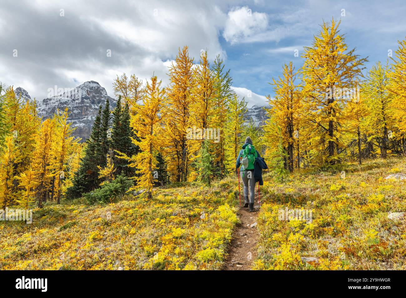 Incroyables vues d'automne à Larch Valley et pittoresque Sentinal Pass en septembre avec des arbres jaune vif paysage avec femme randonnée, une personne Banque D'Images