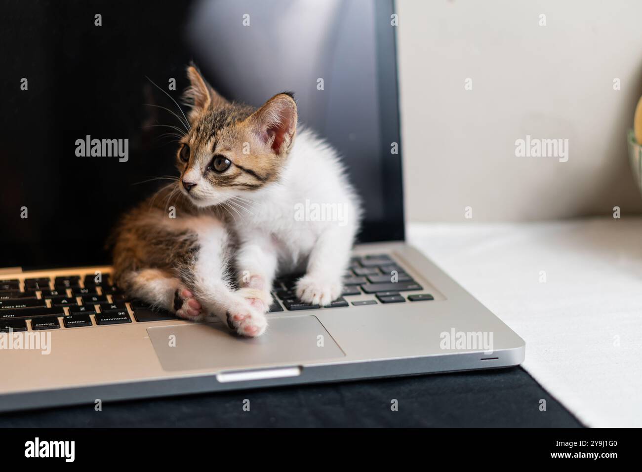 Un chaton mignon se prélassant sur un clavier d'ordinateur portable, avec son corps tourné sur le côté et les oreilles perchées. L'ordinateur portable est ouvert et l'arrière-plan est doucement bleu Banque D'Images