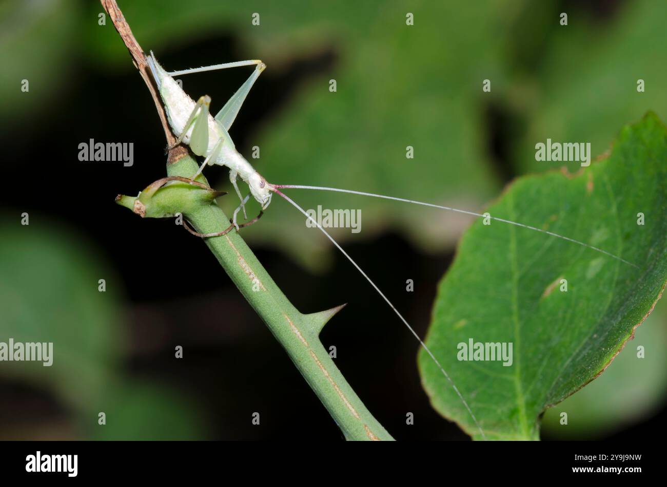 Cricket d'arbre commun, Oecanthus sp., femelle Banque D'Images