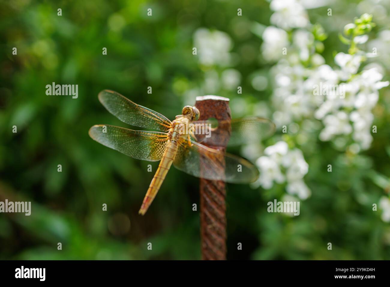 Trop chaude pour même les insectes, une libellule aux quatre ailes délicates repose sur un morceau de métal rouillé debout dans un jardin luxuriant, pour échapper à la chaleur de l'été. Banque D'Images