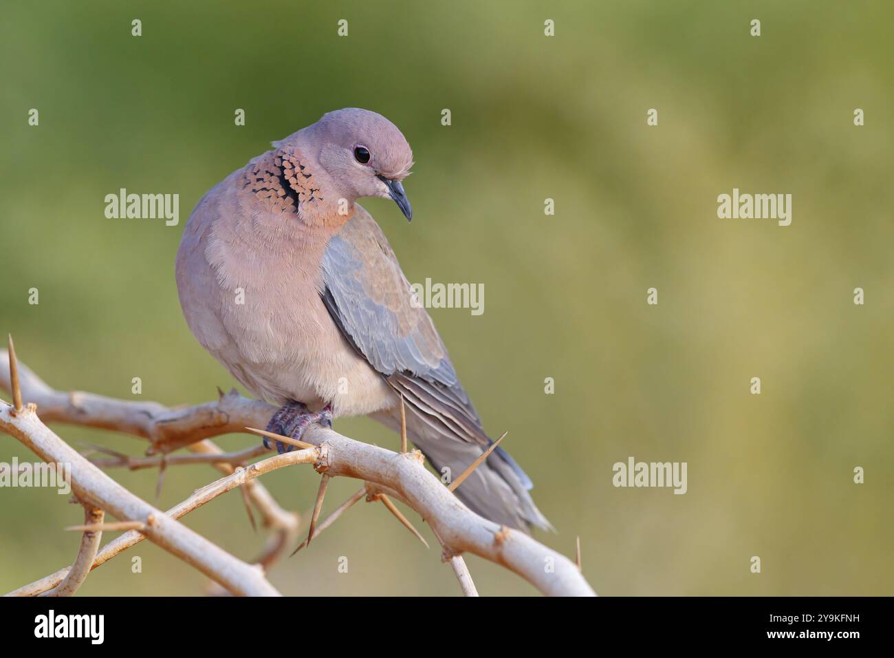 Pigeon palmier, (Streptopelia senegalensis), Gambie, Afrique, famille de Pigeon, camp de Tendaba / Tendaba photo hide, Kwinella, South Bank, Gambie, Afrique Banque D'Images