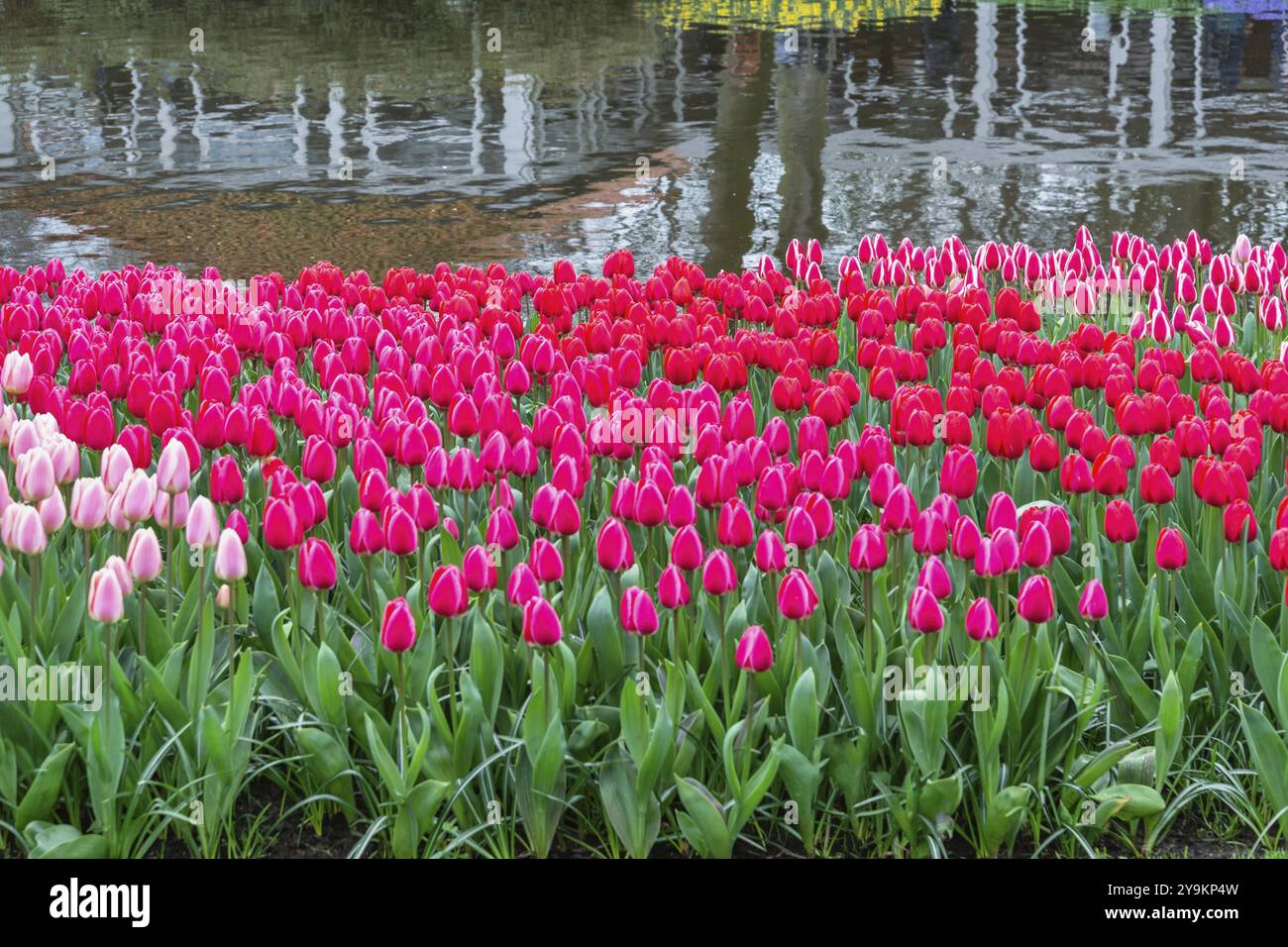 Champ de bulbes de tulipes dans le jardin, saison de printemps à Lisse près d'Amsterdam pays-Bas Banque D'Images