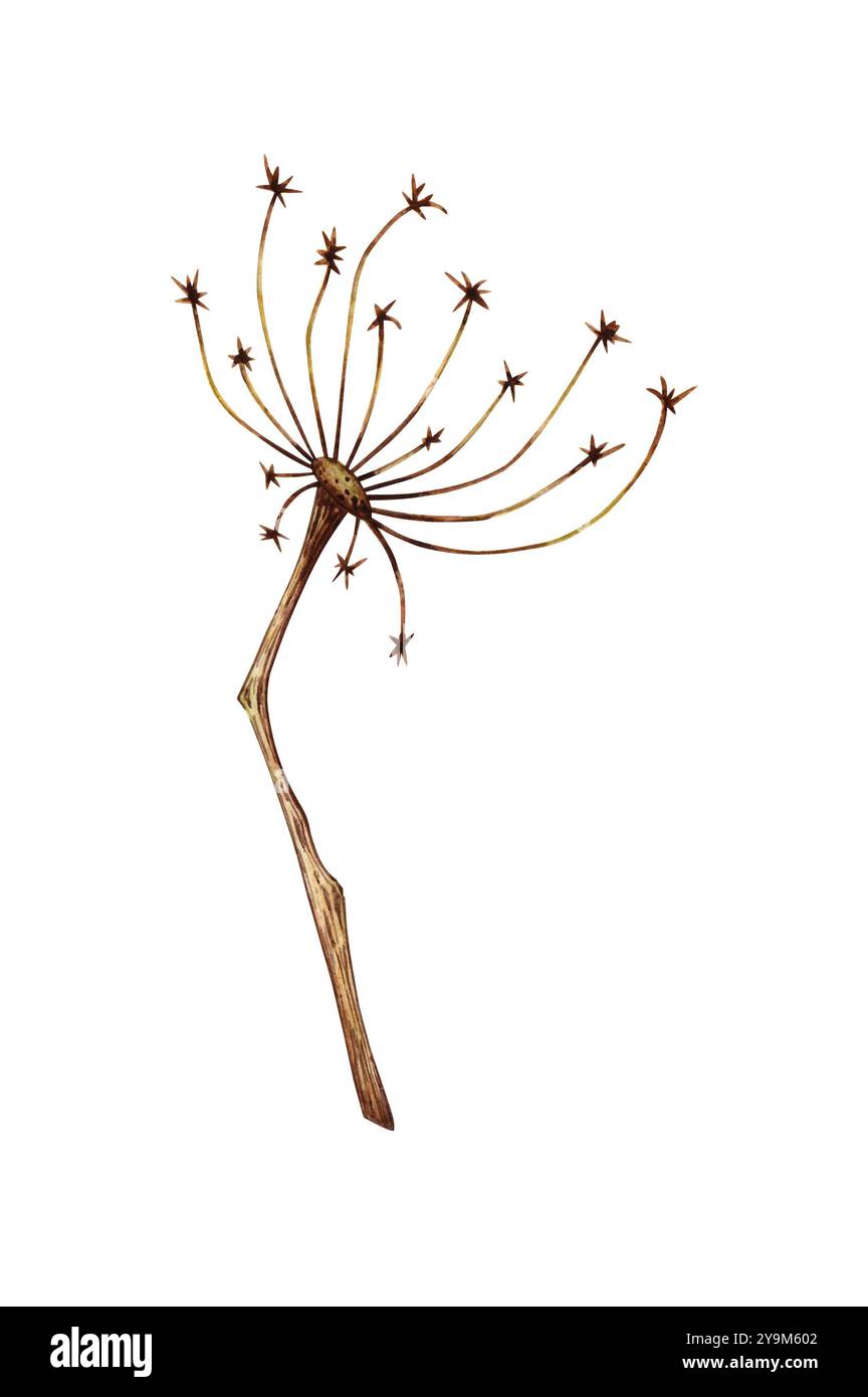 Herbe de fleur séchée avec illustration aquarelle inflorescence parapluie. Décoration de tige sèche pour Halloween, Thanksgiving, bouquets, couronnes. Isolé fr Banque D'Images