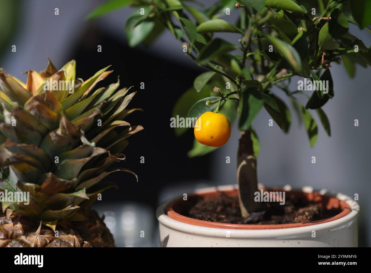 Faible profondeur de champ (mise au point sélective) détails avec ananas, citrons, citron vert et oranges sur une barre de limonade. Banque D'Images