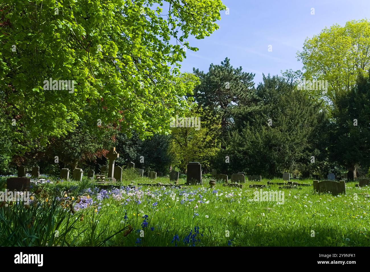 Des fleurs de bluebell fleurissent dans le vieux cimetière Woodland au printemps Banque D'Images