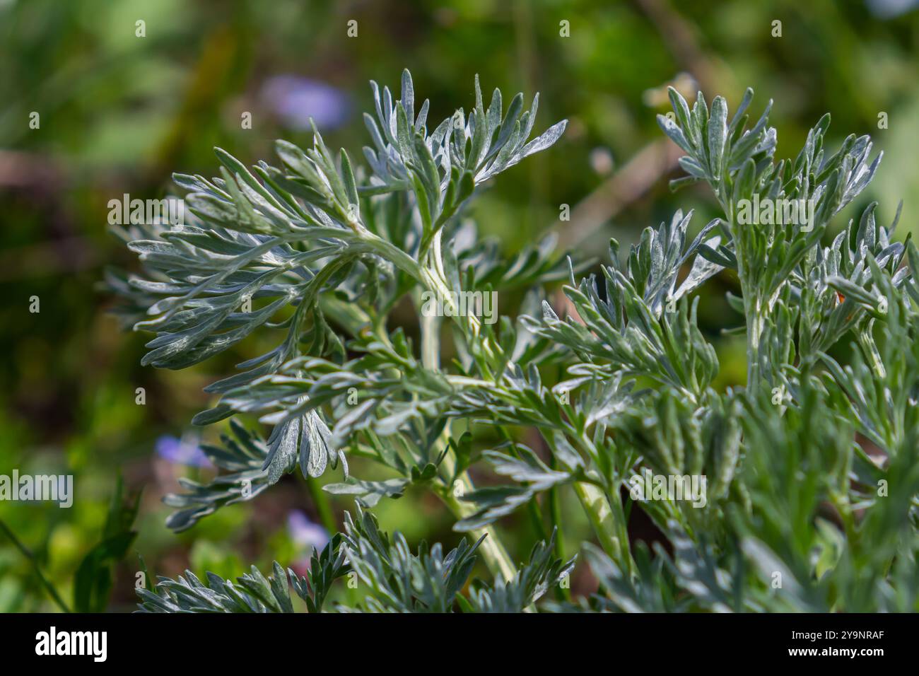 Bois de millepertuis Artemisia absinthium pousse dans la nature. Banque D'Images