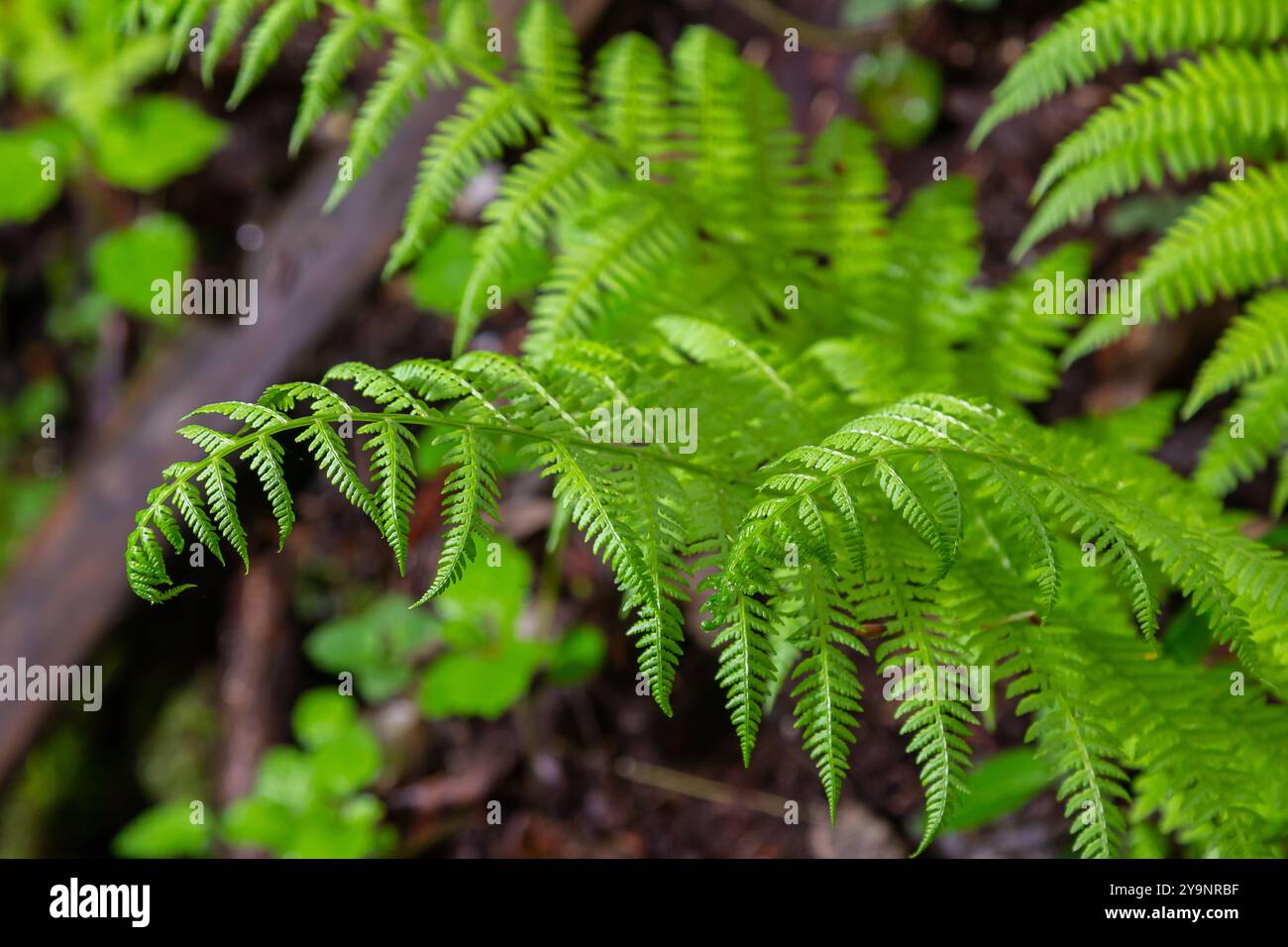 Dryopteris dilatata, ou large fougère-boulier, est une fougère robuste aux frondes vert foncé finement divisées. Il prospère dans l'ombre et le sol humide, ajoutant te luxuriant Banque D'Images