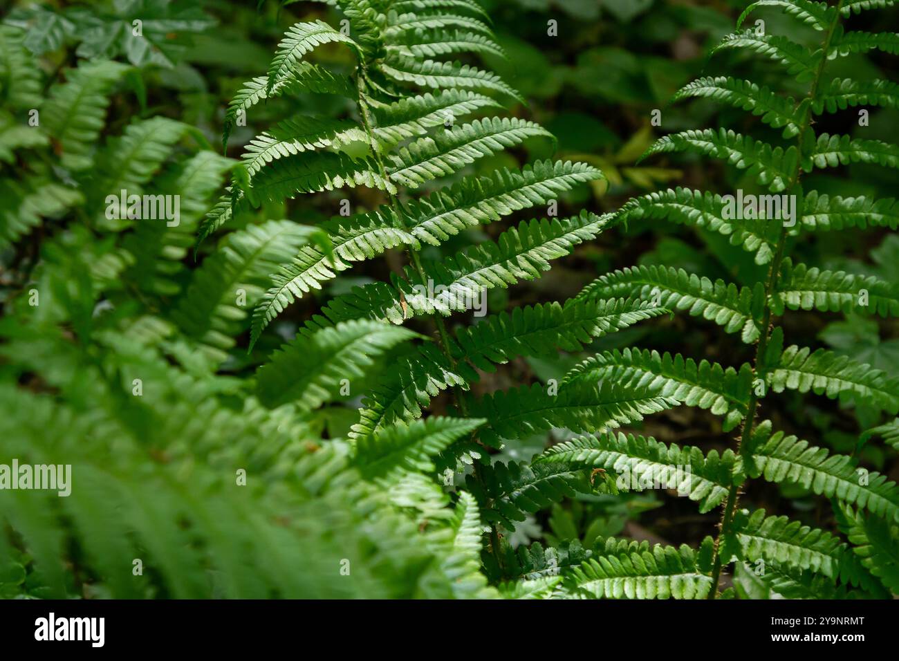 Dryopteris dilatata, ou large fougère-boulier, est une fougère robuste aux frondes vert foncé finement divisées. Il prospère dans l'ombre et le sol humide, ajoutant te luxuriant Banque D'Images