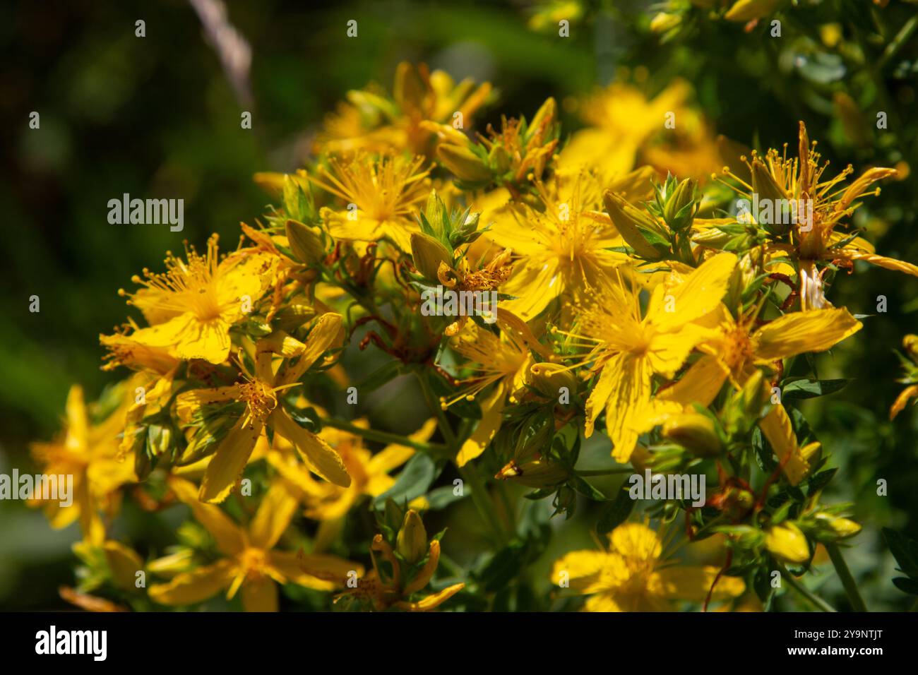 Fleurs de millepertuis, Hypericum perforatum, Banque D'Images