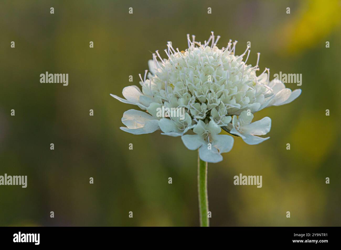 Coussin d'épingle scabieux crème, Scabiosa ochroleuca, en fleur. Banque D'Images