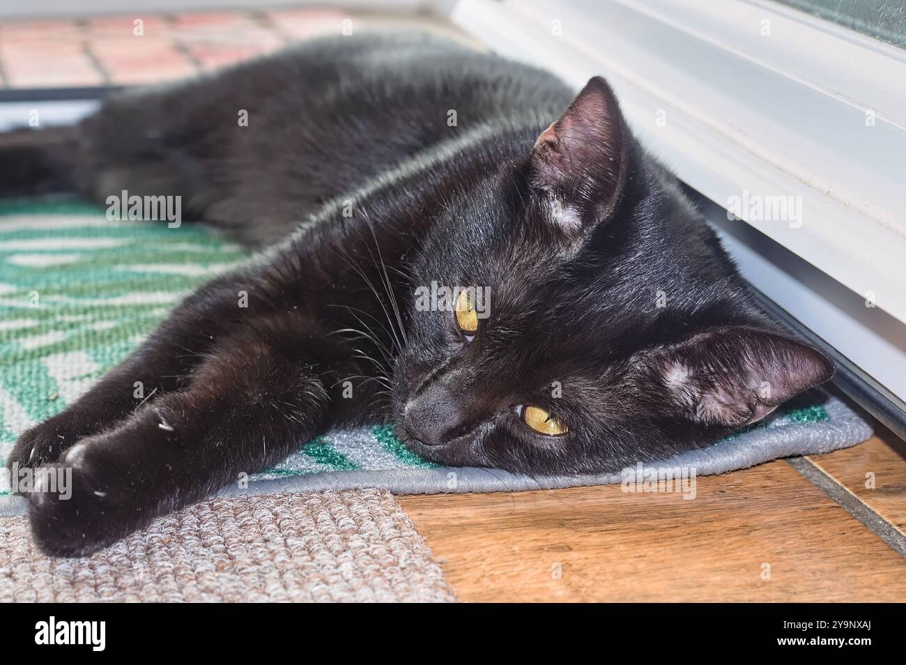 Adorable chaton noir posé sur le sol dans la maison Banque D'Images