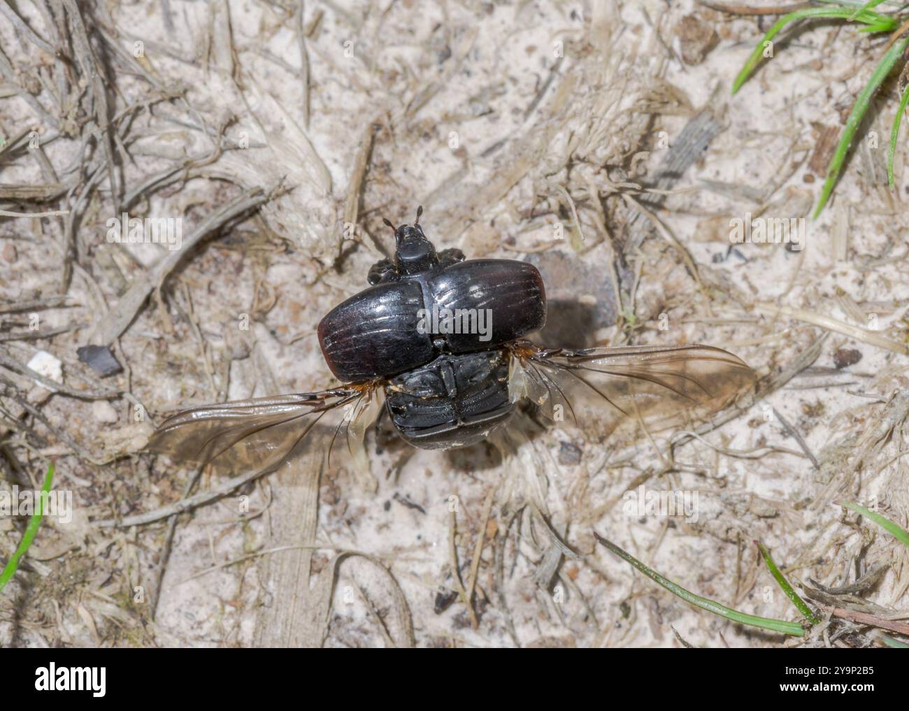 Coléoptère clown commun prenant son envol (Hister unicolor). Histeridae. Sussex, Royaume-Uni Banque D'Images