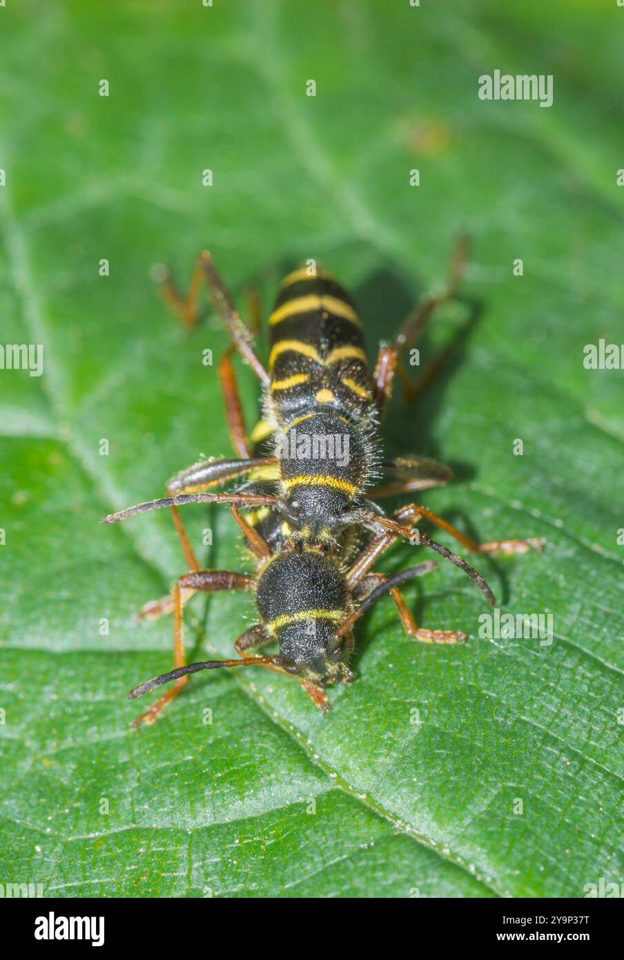 Paire d'accouplement de coléoptères guêpes (Clytus arietis), Cerambycidae. Sussex, Royaume-Uni- Banque D'Images