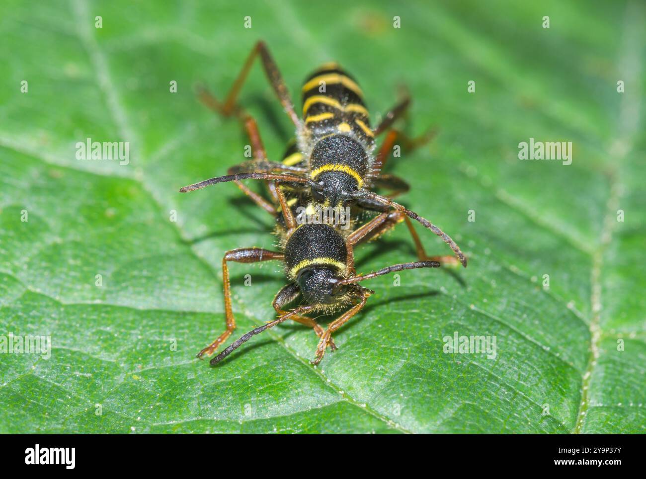 Paire d'accouplement de coléoptères guêpes (Clytus arietis), Cerambycidae. Sussex, Royaume-Uni- Banque D'Images