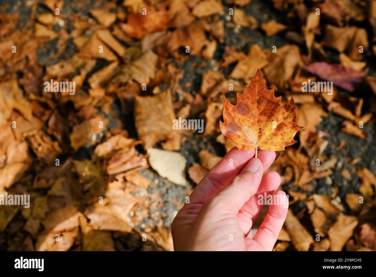 Main tenant Red Maple Leaf en automne avec des feuilles sur le sol Banque D'Images