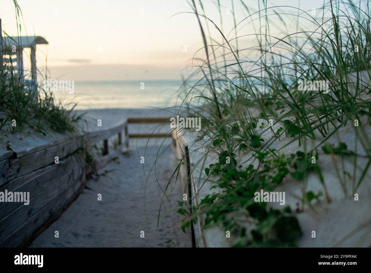 Dunes herbeuses sur le chemin de la plage au coucher du soleil Banque D'Images