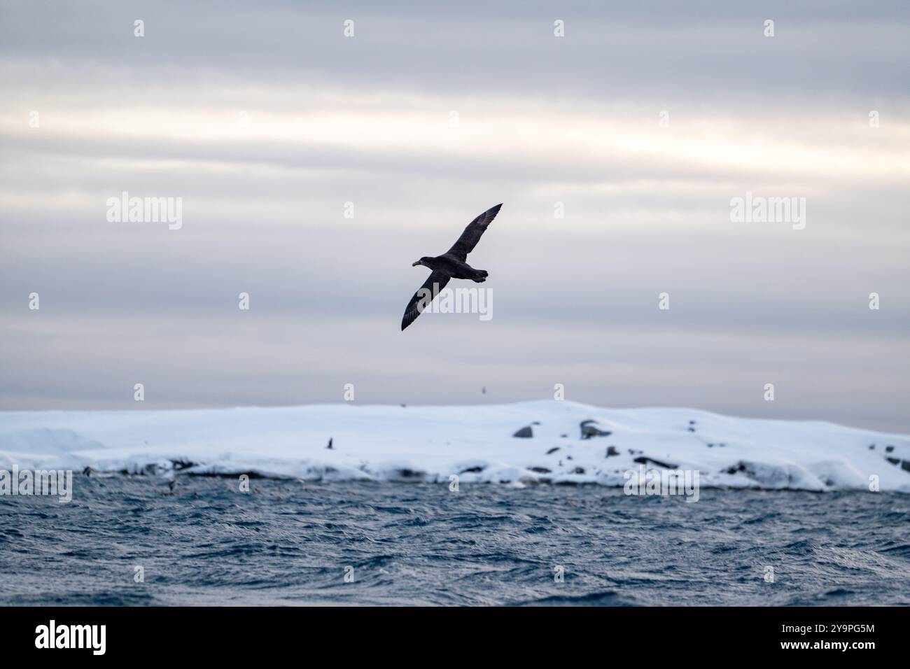 Shearwater, oiseau seul en vol à l'océan Austral Banque D'Images