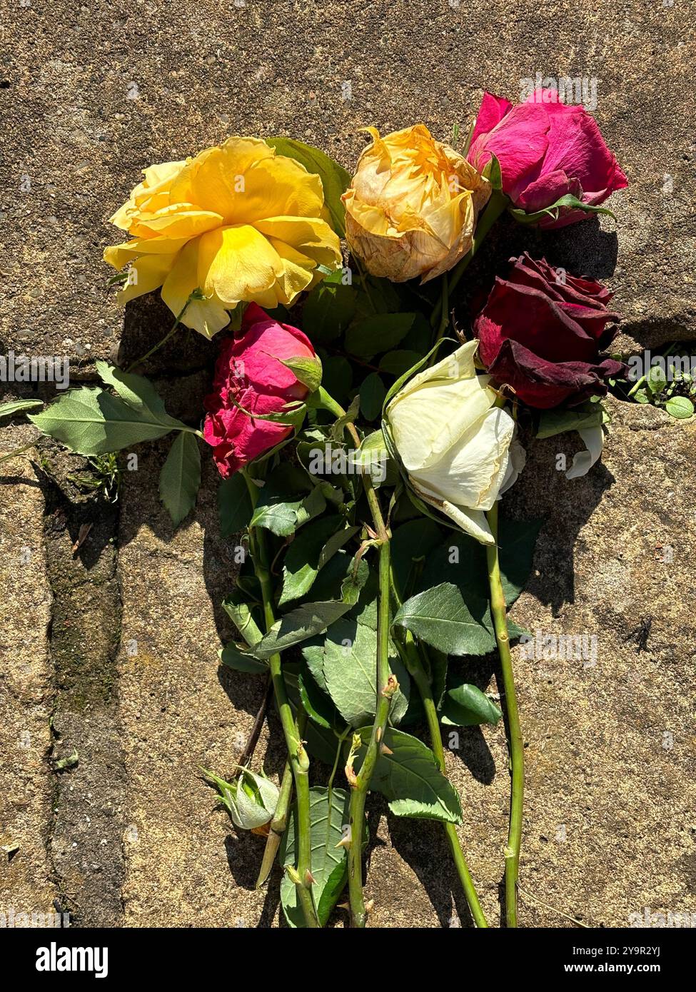 Roses jetées sur le sol vues d'en haut - Image de stock capturée avec un smartphone