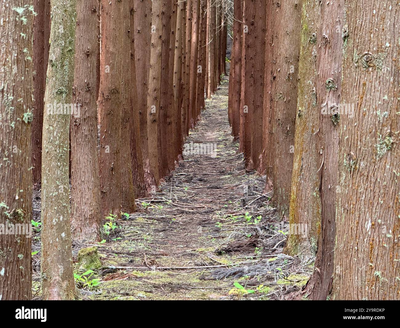 Sentier forestier droit flanqué de grands arbres régulièrement espacés sur un sentier de randonnée dans l'île de São Miguel, Açores, Portugal. Banque D'Images