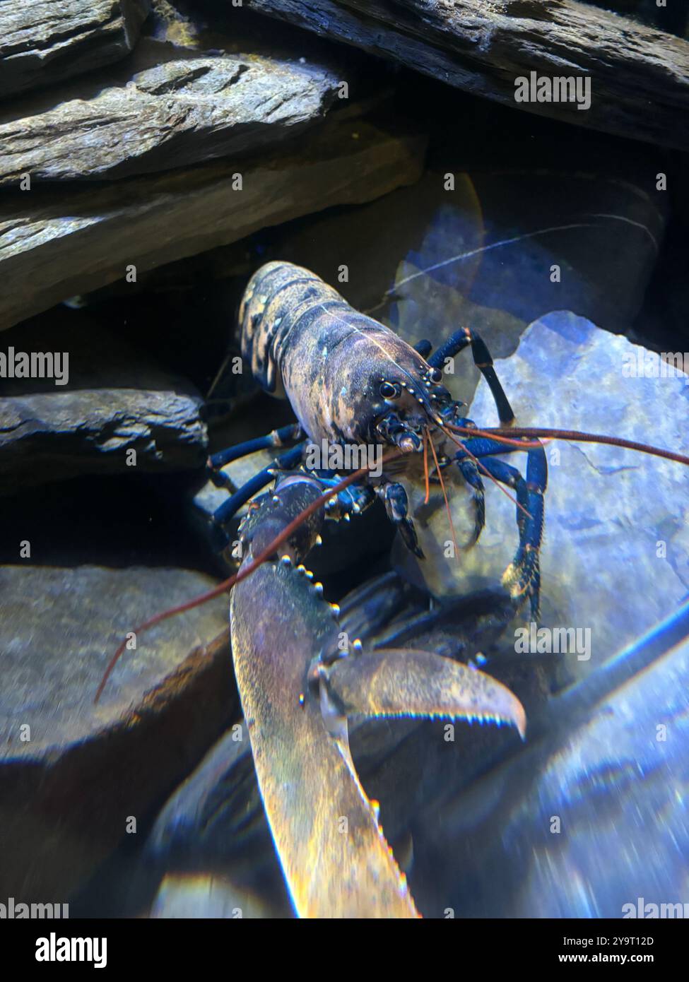 The National Lobster (locusta) Hatchery Padstow Cornwall Angleterre royaume-uni 2024 - Image de stock capturée avec un smartphone