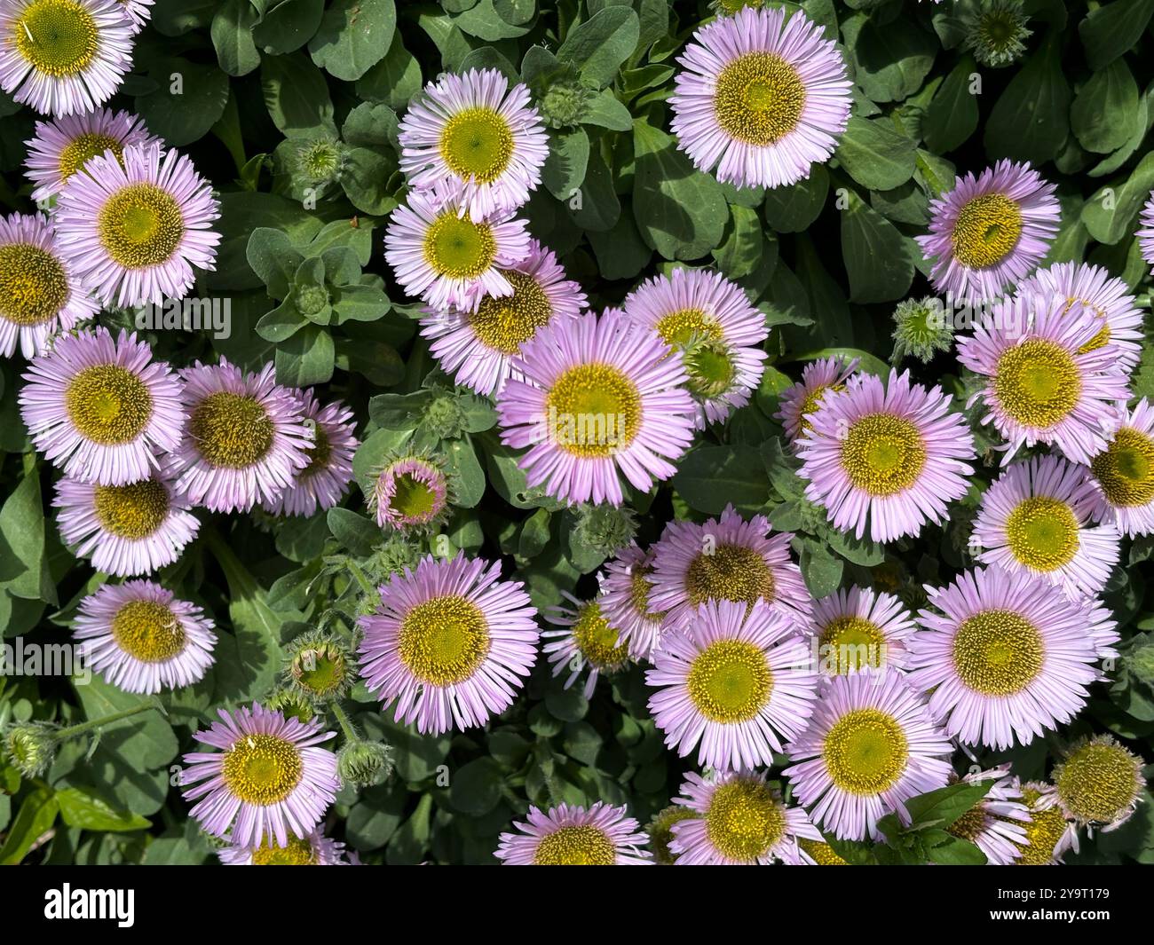 Fleurs d'Aster (Asteraceae) dans le jardin - Image de stock capturée avec un smartphone Fleurs d'Aster (Asteraceae) dans le jardin - Image de stock capturée avec un smartphone