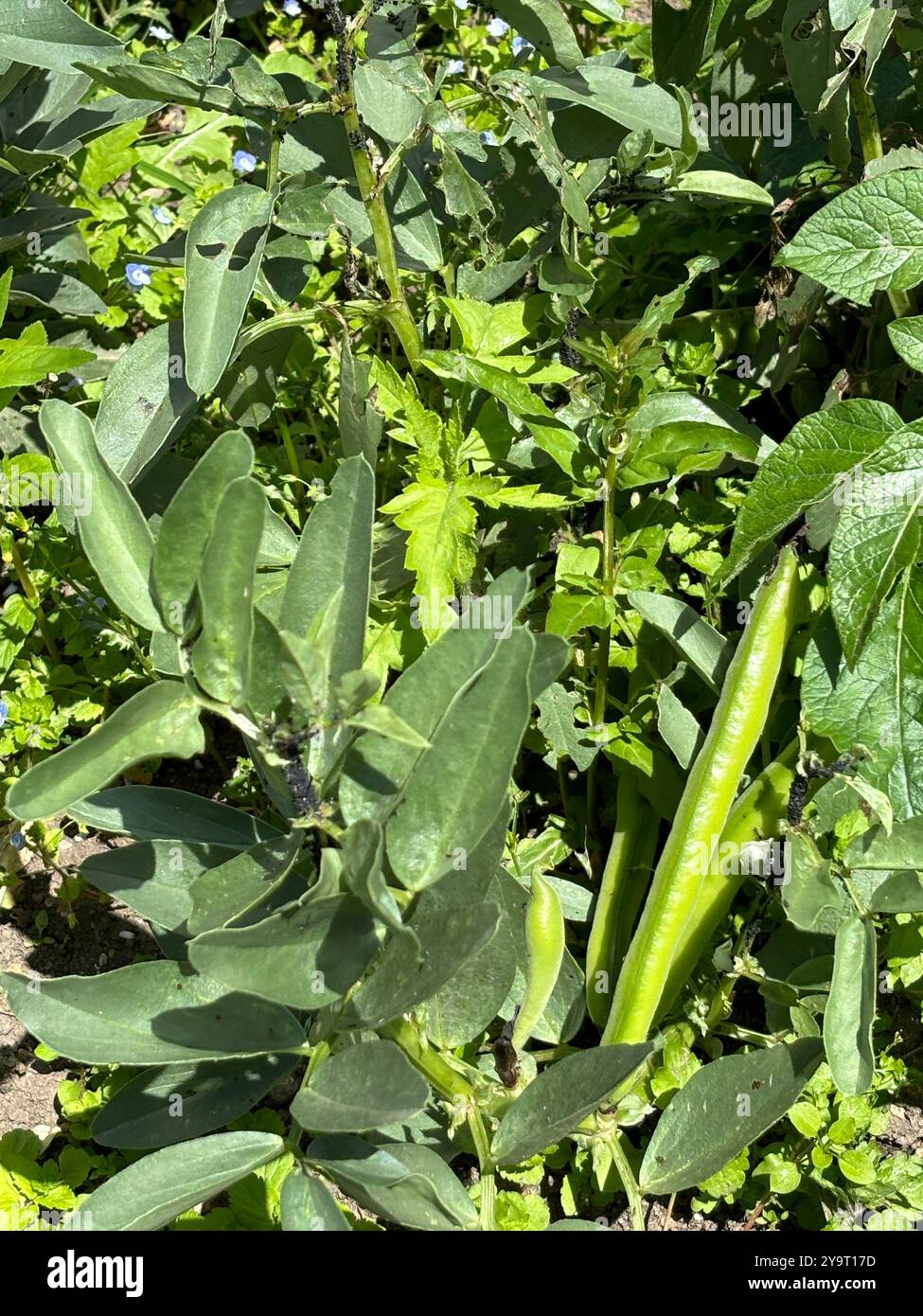 Planté de Broad Beans (Vicia faba) dans le jardin et le végétal est venu dans le Summer Chard Somerset England uk. - Image de stock capturée avec un smartphone