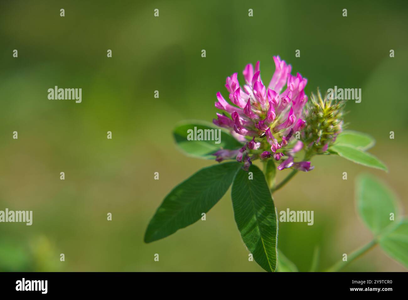 Trèfle rouge (Trifolium pratense) dans la nature, macro gros plan Banque D'Images
