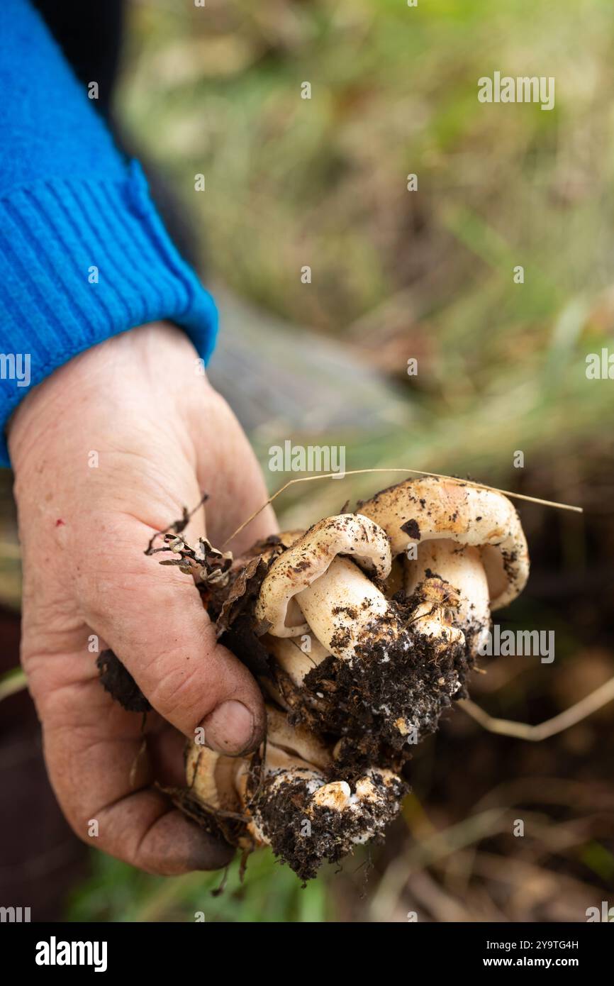 Une personne tient des champignons comestibles dans sa main. Le concept de loisirs actifs Banque D'Images