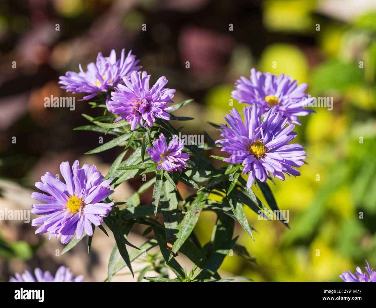 Fleurs d'automne de la Marguerite vivace Michaelmas, Aster novi-belgii 'Little Boy Blue' Banque D'Images