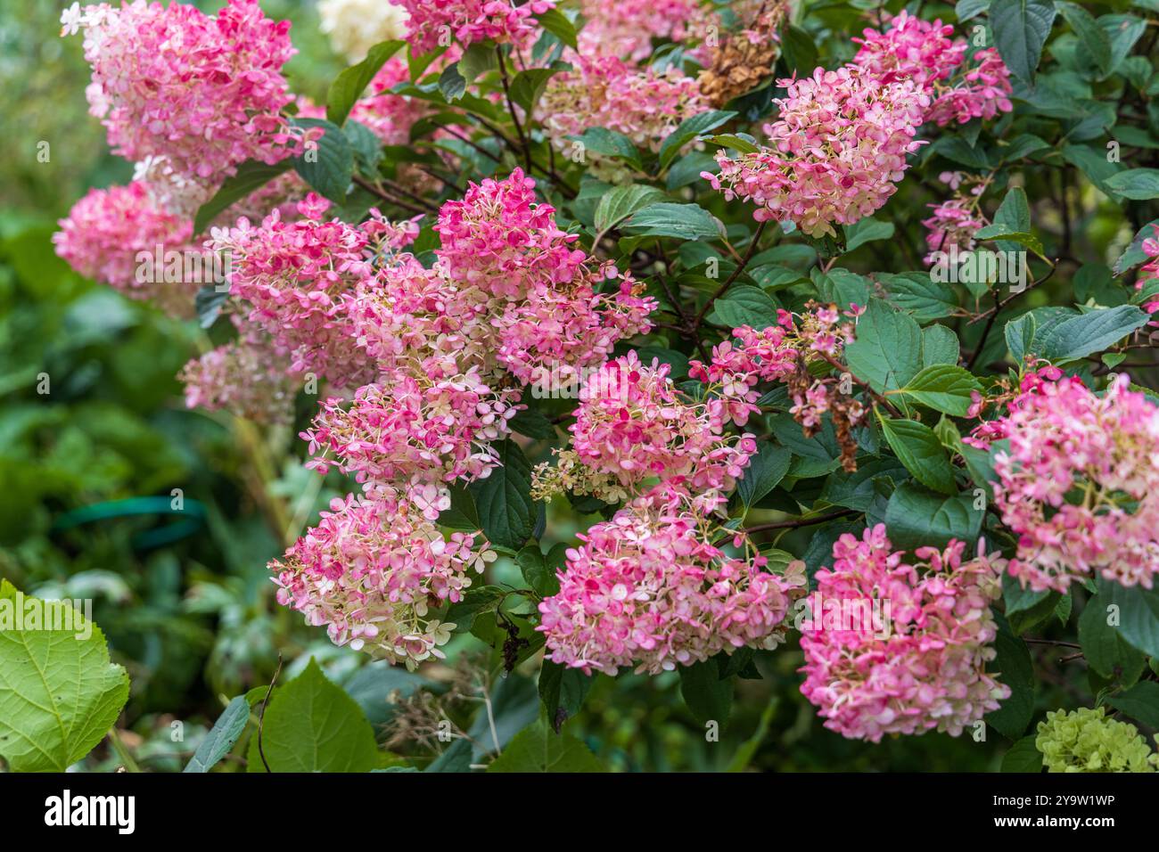 Hydrangea paniculata Vanille Faise sur une tige Banque D'Images