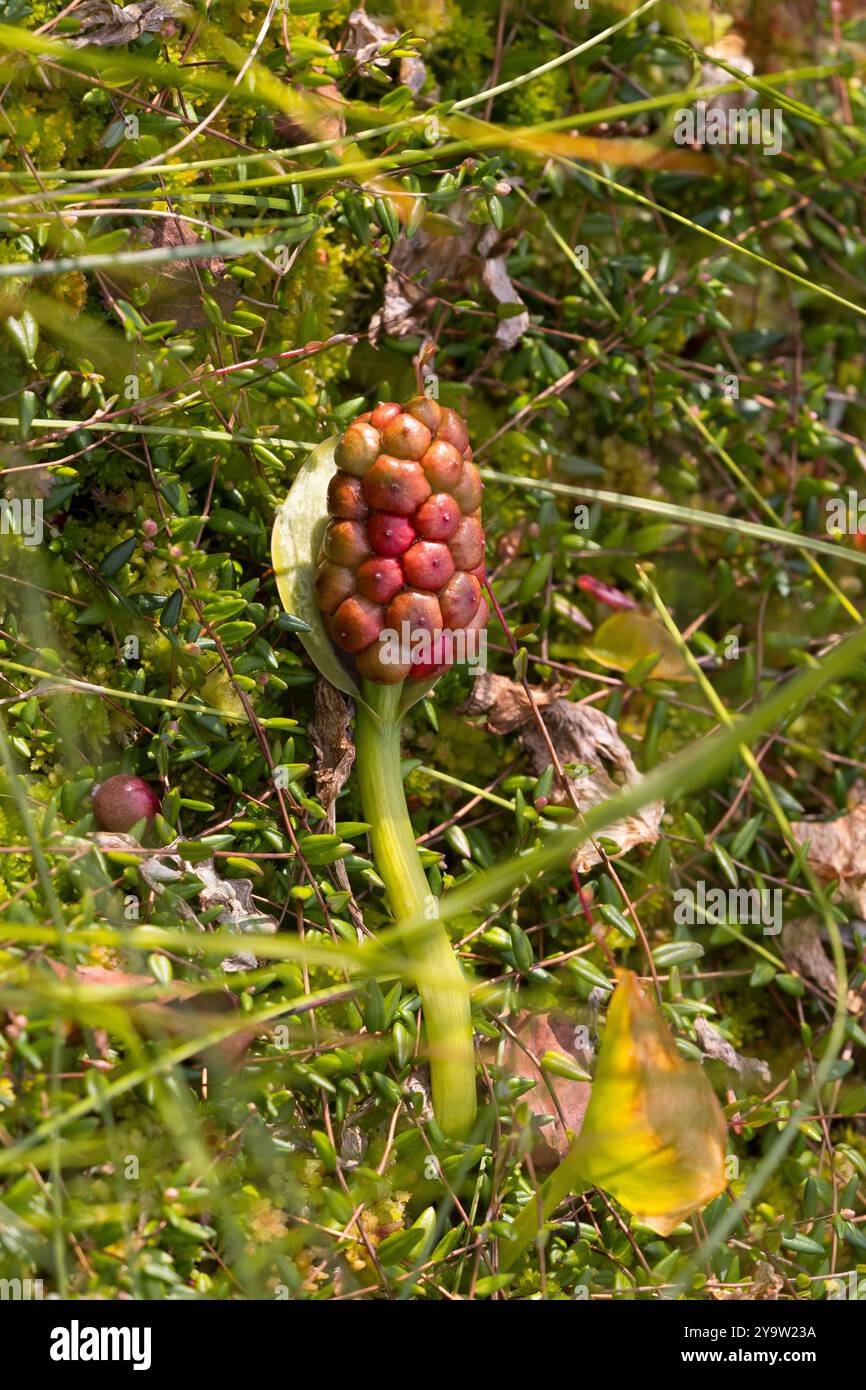 Sumpfkalla, Sumpf-Kalla, Sumpf-Calla, Sumpfcalla, Schlangenwurz, Drachenwurz, Sumpf-Schlangenwurz, Kalla, Früchte, Calla palustris, arum BOG, eau AR Banque D'Images