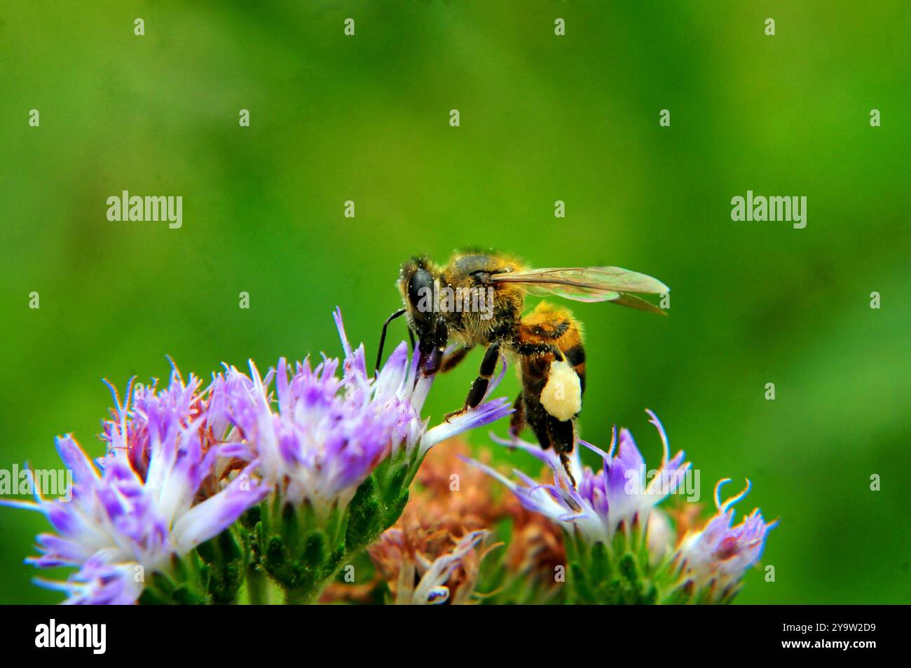Une abeille africaine chargée de pollen sur une fleur Banque D'Images