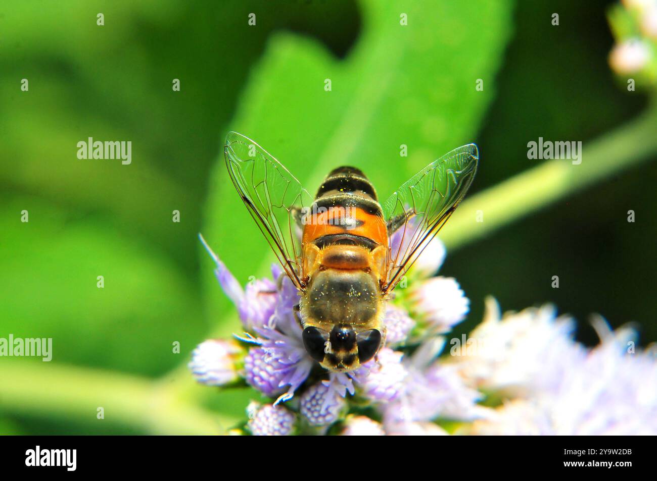 Une abeille africaine chargée de pollen sur une fleur Banque D'Images