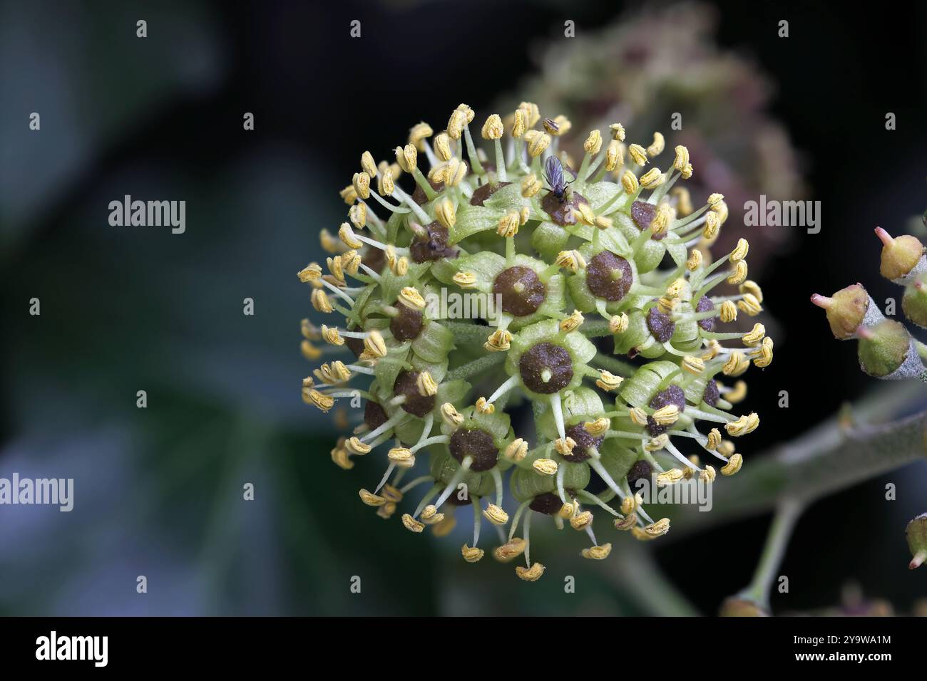 image empilée vue rapprochée détaillée d'une fleur de lierre avec de petits tampons pollen jaunes Banque D'Images