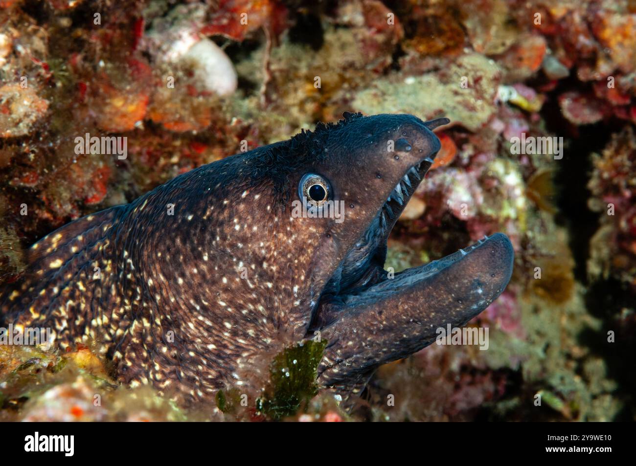 Moray méditerranéenne, Muraena helena, Cadaques, Costa Brava, Espagne, mer Méditerranée Banque D'Images