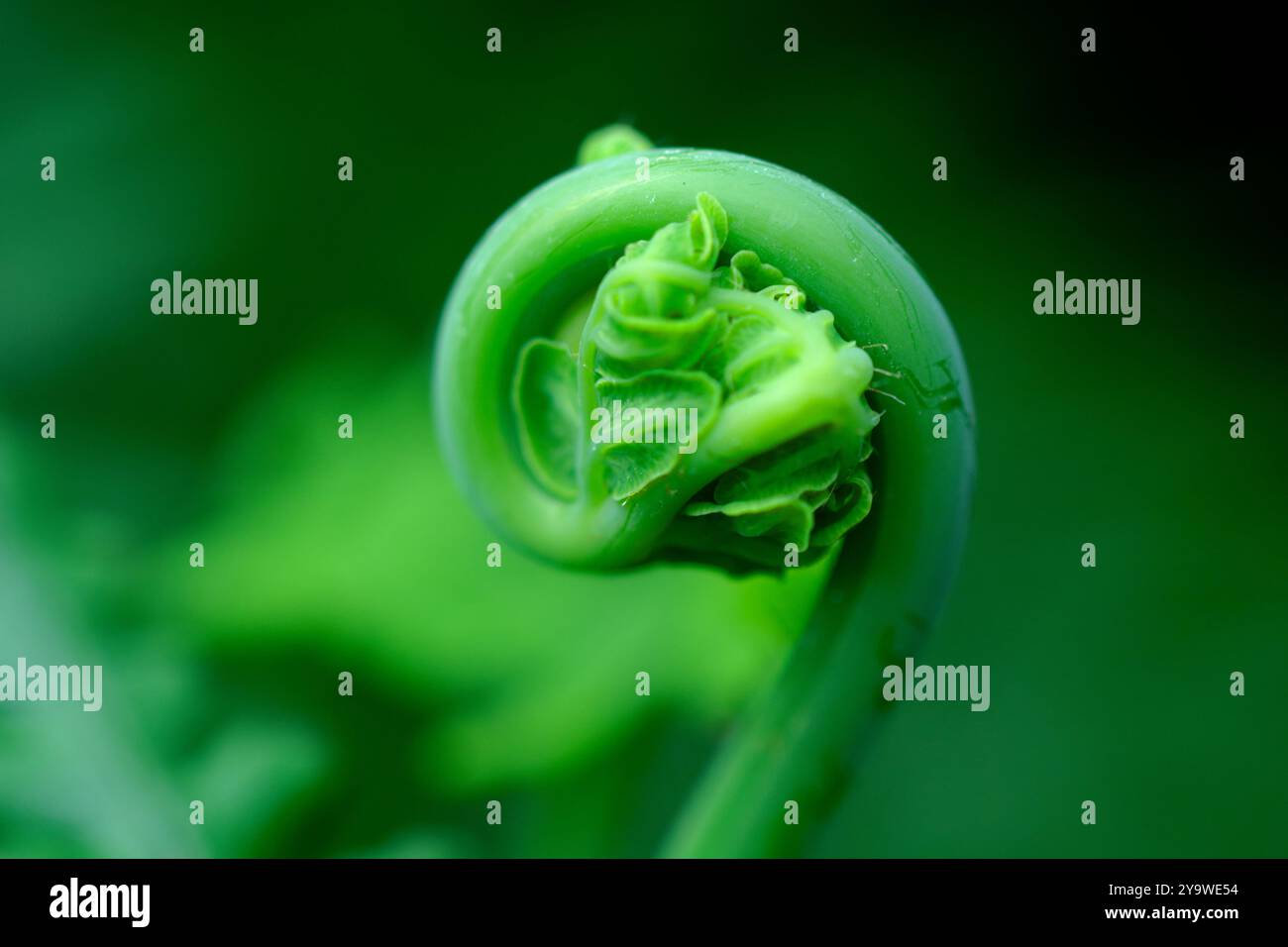 Gros plan d'une Fern Frond qui se déroule dans un environnement vert luxuriant Banque D'Images