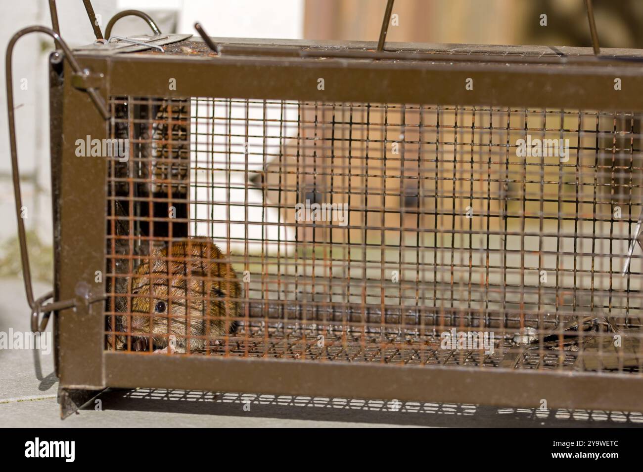 vue latérale d'une petite souris brune prise dans un piège métallique vivant à la lumière ensoleillée Banque D'Images